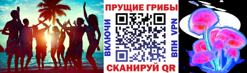 omg рабочий сайт  Острогожск  Галлюциногенные грибы Psilocybine cubensis 